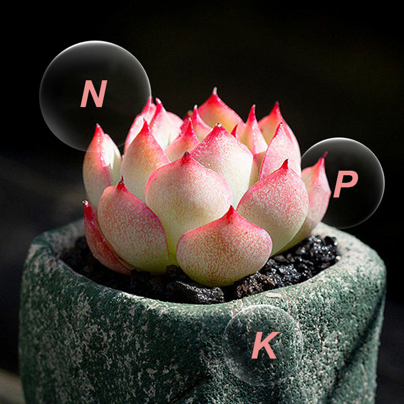 🌿All-Purpose Slow-Release Tablet Fertilizer for Plants🌼