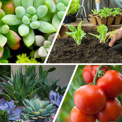 🌿All-Purpose Slow-Release Tablet Fertilizer for Plants🌼